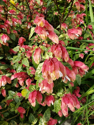 Variegated Shrimp Plant, Justicia brandeegeana 'Variegata'